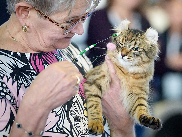 FIFe World Show 2025: крупнейшая выставка кошек в мире. Фоторепортаж