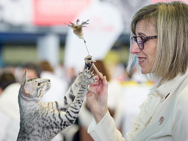 FIFe World Show 2025: крупнейшая выставка кошек в мире. Фоторепортаж