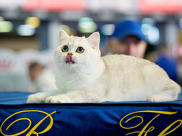 FIFe World Show 2025: крупнейшая выставка кошек в мире. Фоторепортаж
