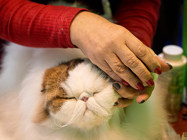 FIFe World Show 2025: крупнейшая выставка кошек в мире. Фоторепортаж