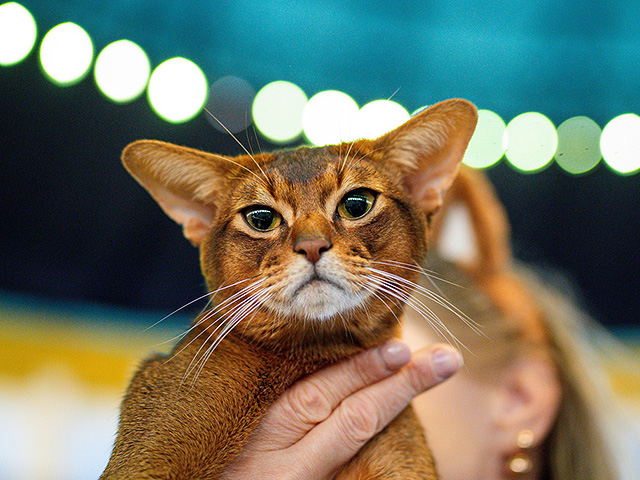 FIFe World Show 2025: крупнейшая выставка кошек в мире. Фоторепортаж