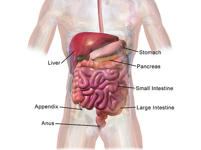 Scientists have developed a capsule that illuminates the intestines, revealing inflammation