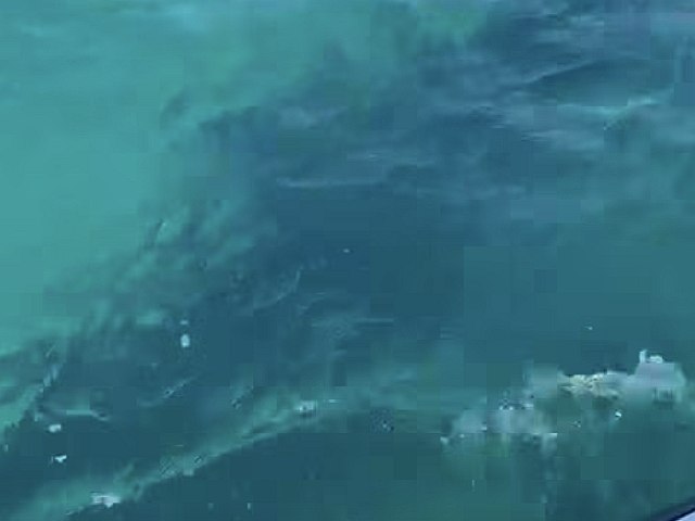 У берегов Хайфы замечена китовая акула, купание на пляжах города запрещено. Видео