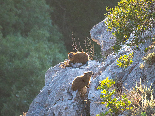 Израильские зоологи исследовали сигналы тревоги скальных даманов