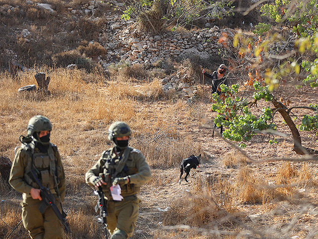 В Самарии дрон ЦАХАЛа врезался в сборщицу оливок и травмировал ее