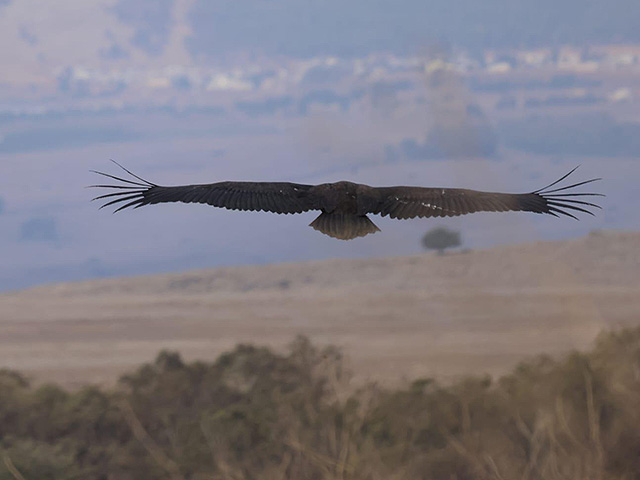 В заповеднике Гамла окольцевали редкого черного грифа