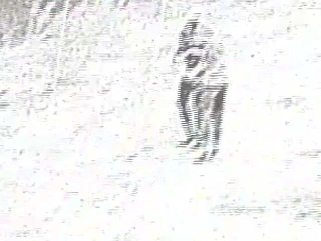 ЦАХАЛ: около Аль-Джудейры были ликвидированы двое террористов, бросавших "коктейли Молотова"