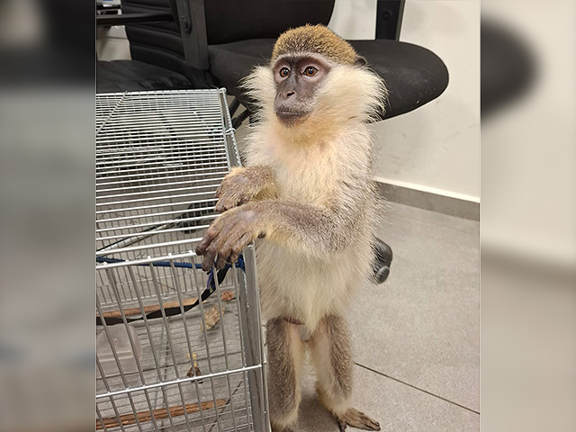 На привязи в одиночестве в недостроенном доме: в Тайбе конфискована зеленая мартышка