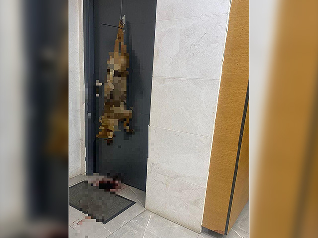 Любовный треугольник: житель центра Израиля повесил мертвого шакала на дверь соперника