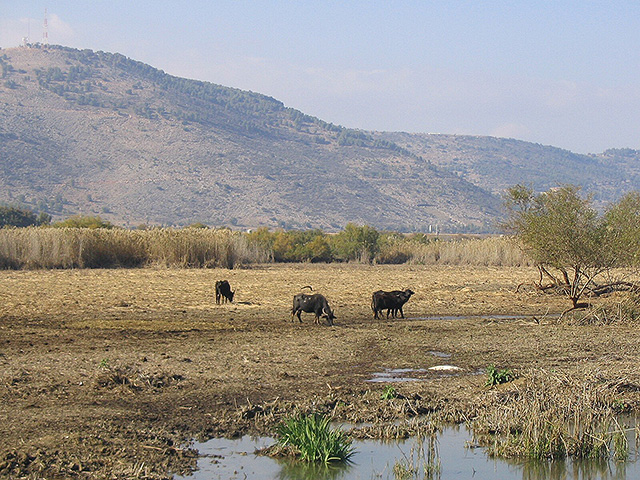 Суд запретил переезд офисов Управления охраны природы из Иерусалима в Модиин