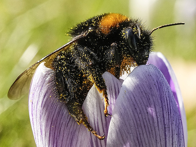 Ученые научили шмелей понимать азбуку Морзе