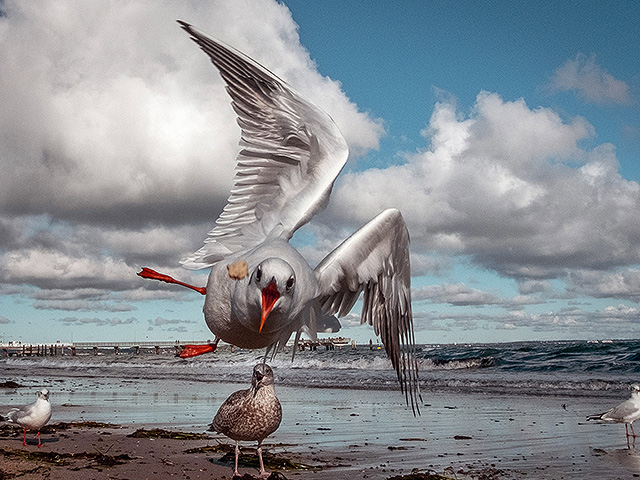 Крик – лучший способ отпугнуть чаек, показывает исследование