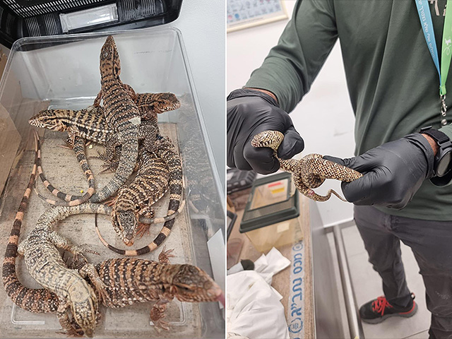 186 животных в чемодане: задержан вернувшийся из Таиланда турист