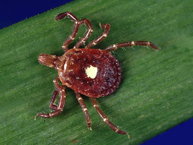 Подтверждена первая смерть от аллергии на мясо после укуса клеща