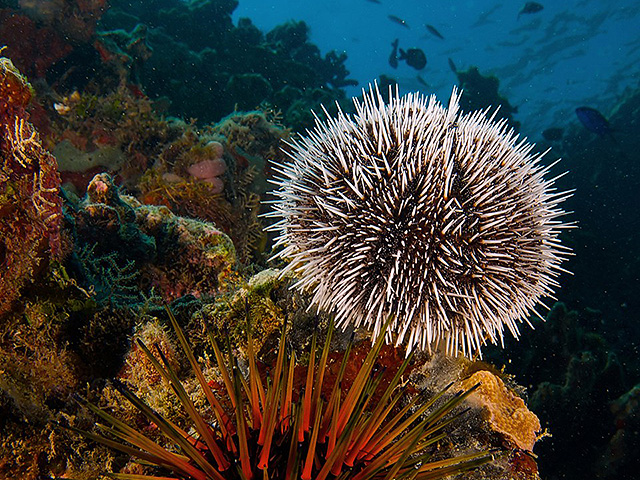 Морские ежи состоят из одного мозга, показало исследование