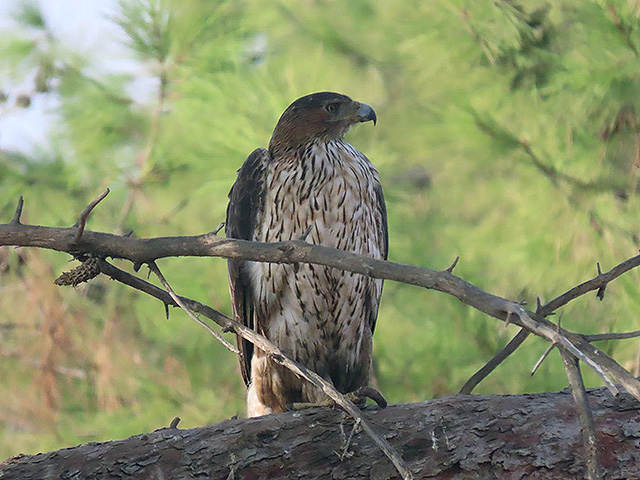 В "Сафари" залетел отдохнуть и осмотреться редкий для Израиля ястребиный орел
