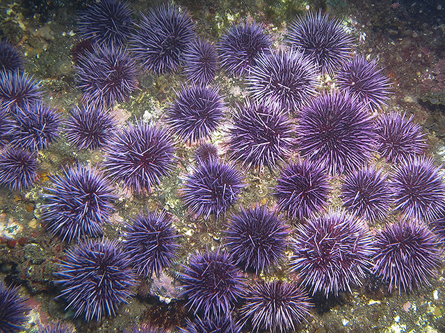 Израильские ученые выяснили причины гибели морских ежей по всему мировому океану