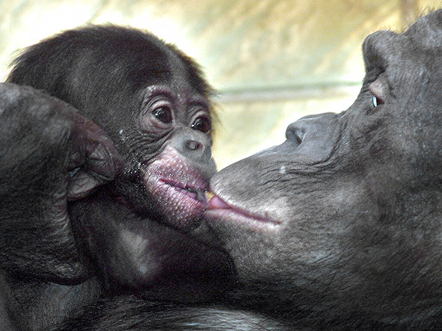 Поцелуи, вероятно, появились 20 миллионов лет назад у предков-обезьян и неандертальцев