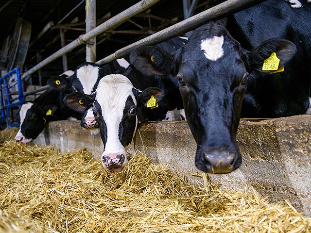 Минфин представил план поддержки молочных ферм в обмен на реформу рынка