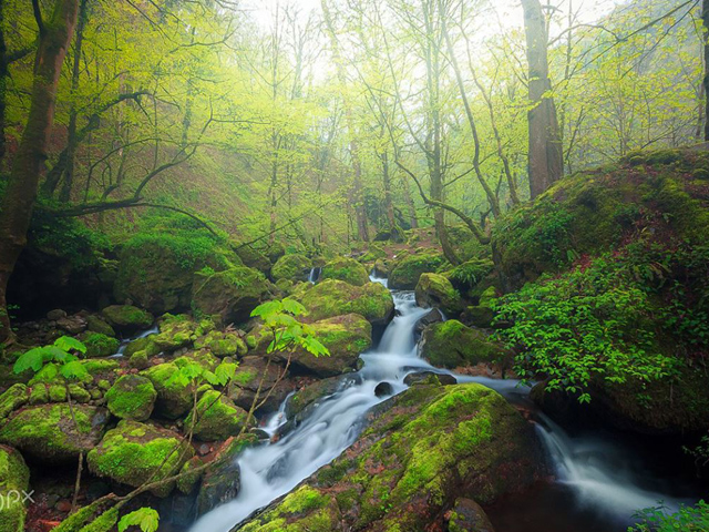 Иран запросил иностранную помощь для тушения пожаров в Гирканских лесах