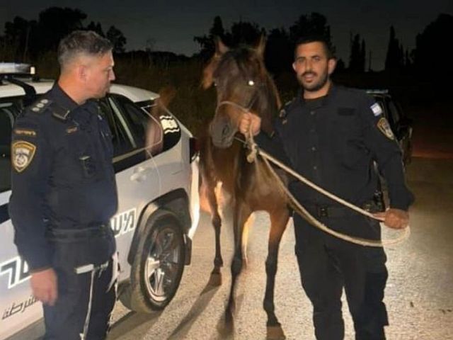 Осужденный из Кафр-Бары арестован за конокрадство
