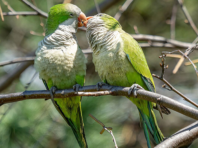 Ученые выяснили, что попугаи медленно заводят новые знакомства, чтобы избежать агрессии