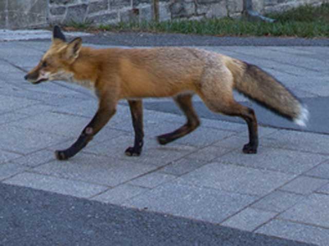 Лиса на счастье. Перед матчем Лиги чемпионов трибуну "Стамфорд Бридж" посетила лиса