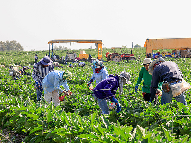 Израиль договорился о завозе сельхозработников из Камбоджи