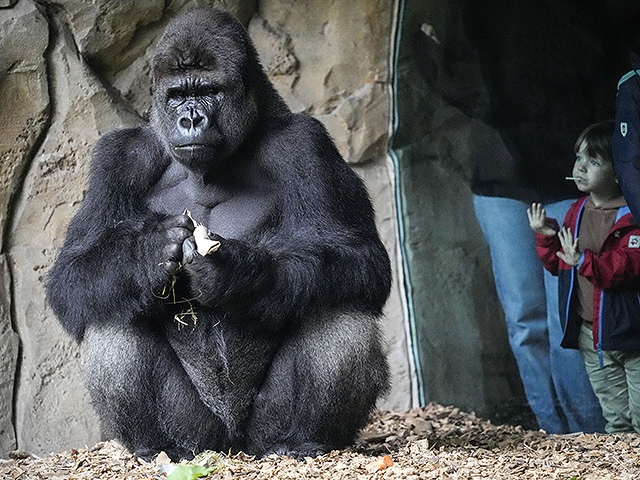 Наш мозг распознает голоса сородичей-приматов