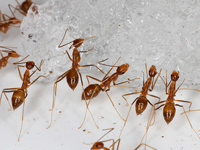 Муравьи чувствуют запах смертельной инфекции до того, как она распространится