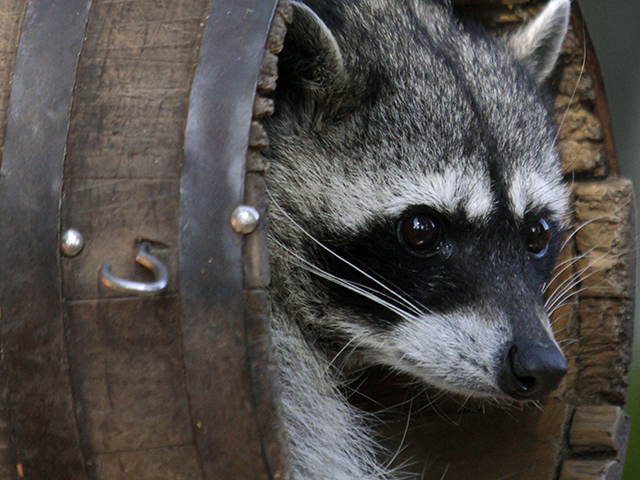 В США енот проник в алкомаркет, побил бутылки и уснул пьяным