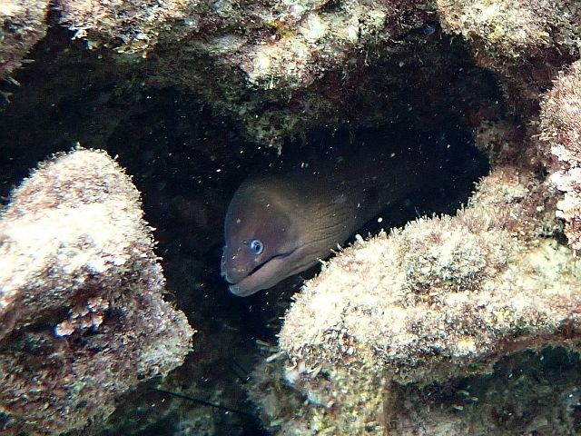 Морская фауна у берегов Бат-Яма: ежи и мурены. Фотогалерея 2025 года