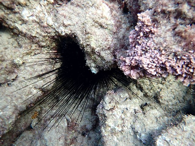 Морской еж Diadema setosum (инвазивный вид для Средиземного моря)