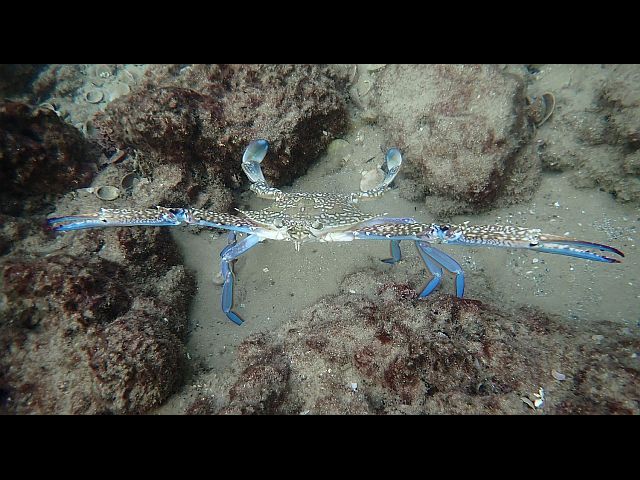 Голубой краб-плавунец, самец (Callinectes sapidus) - инвазивный вид для Средиземного моря
