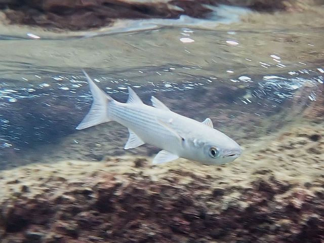 Серая кефаль ("бури", Mugil)
