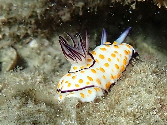 Голожаберный моллюск Goniobranchus annulatus