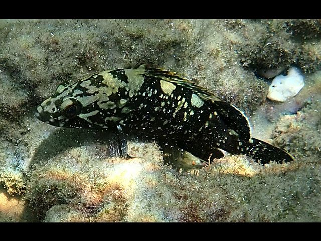 Каменный окунь (grouper, Epinephelus)
