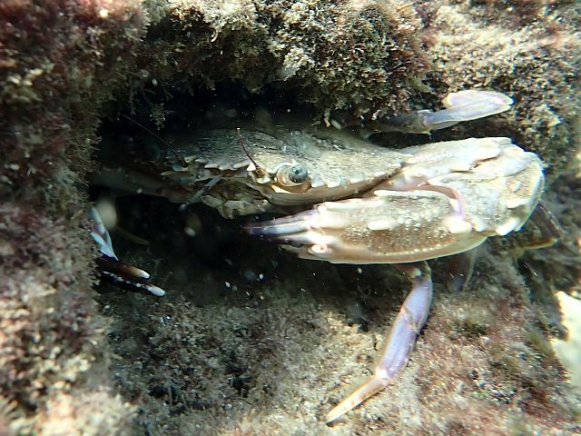 Лиловый краб-плавунец (Charybdis hellerii) - инвазивный вид для Средиземного моря
