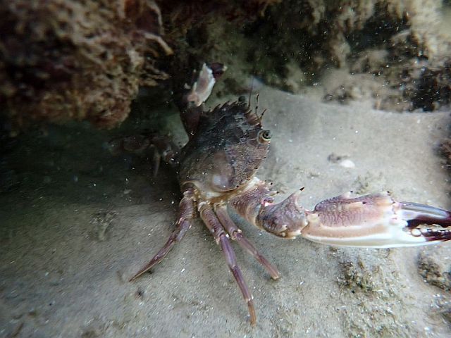 Лиловый краб-плавунец (Charybdis hellerii) - инвазивный вид для Средиземного моря