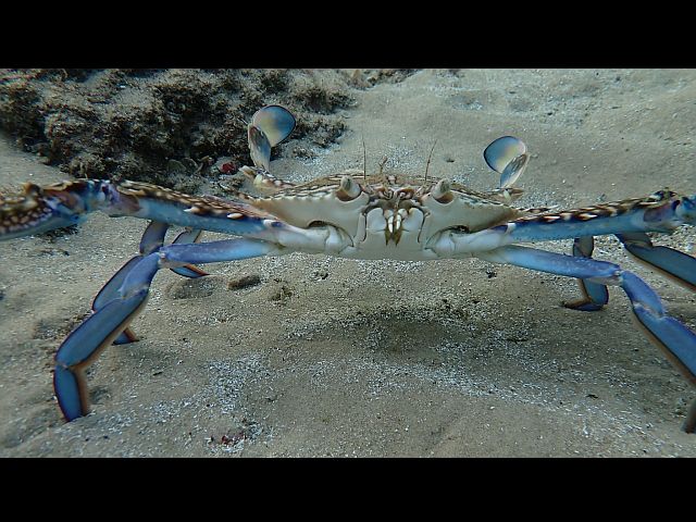 Голубой краб-плавунец, самец (Callinectes sapidus) - инвазивный вид для Средиземного моря