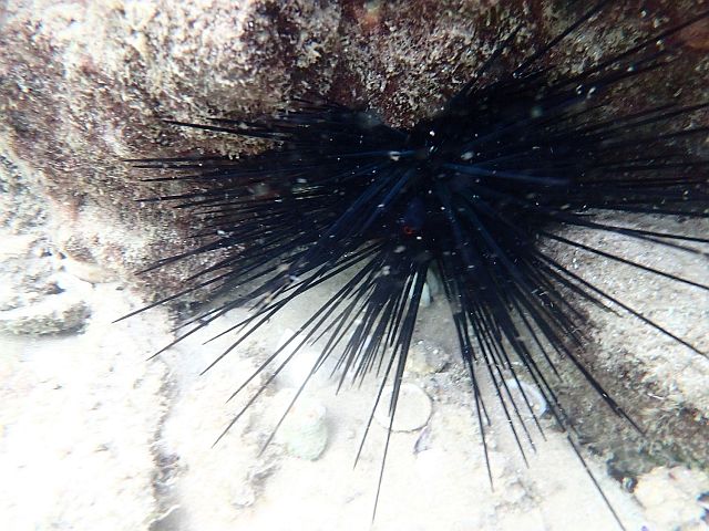 Морской еж Diadema setosum (инвазивный вид для Средиземного моря)
