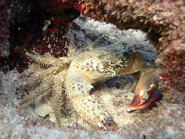 Каменный краб (Eriphia verrucosa)
