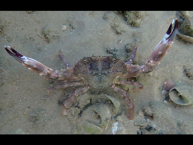 Лиловый краб-плавунец (Charybdis hellerii) - инвазивный вид для Средиземного моря
