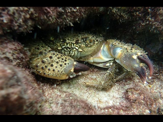Каменный краб (Eriphia verrucosa)

