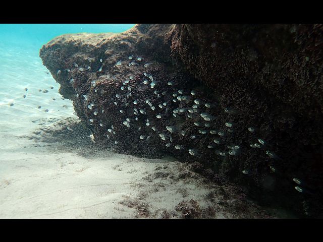 Большеглаз темноперый (Pempheris mangula) - мальки
