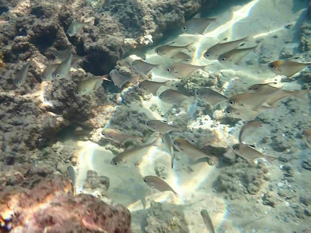 Большеглаз темноперый (Pempheris mangula) - "молодежь"
