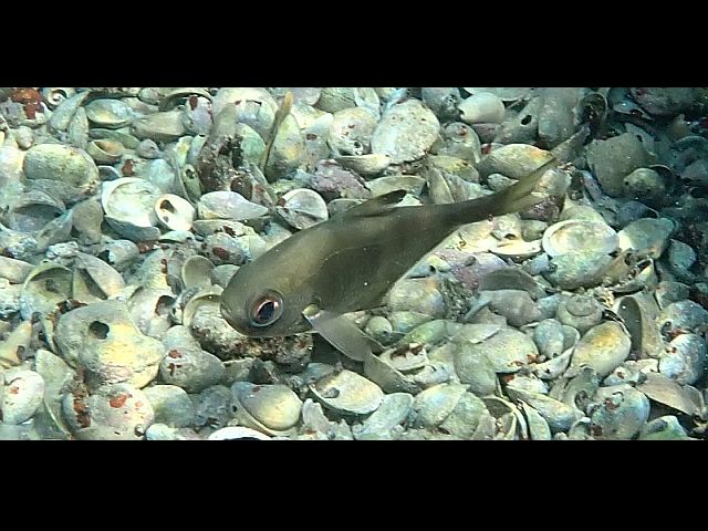 Взрослый большеглаз темноперый (Pempheris mangula) 