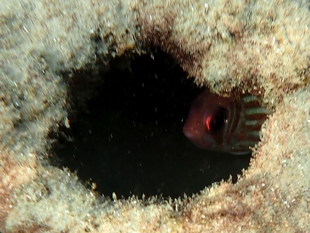 Рыба-белка ("баркан адом" на иврите, Holocentrus adscensionis)
