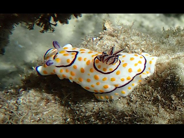 Голожаберный моллюск Goniobranchus annulatus
