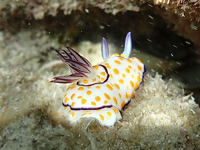 Голожаберный моллюск Goniobranchus annulatus
